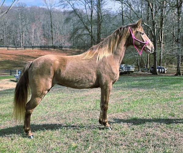 classical-tennessee-walking-horse