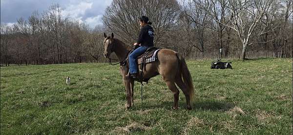 chocolate-classical-horse