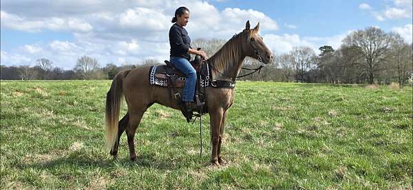 chocolate-homozygous-black-horse