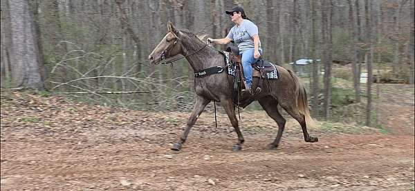 see-pictures-horse