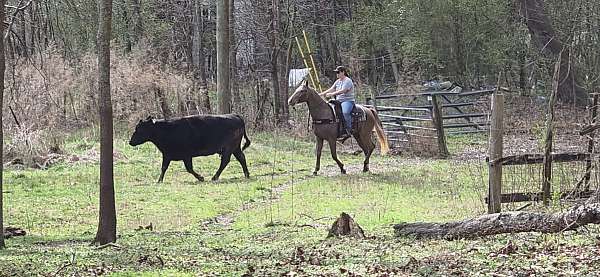 chocolate-see-pictures-horse