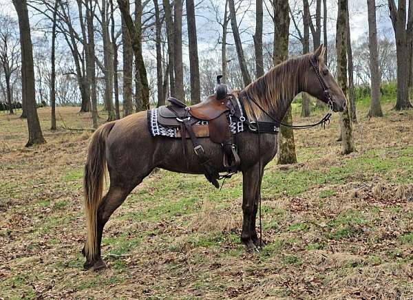 gaited-horse-tennessee-walking