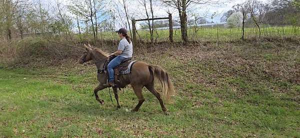 trail-gaited-horse-tennessee-walking