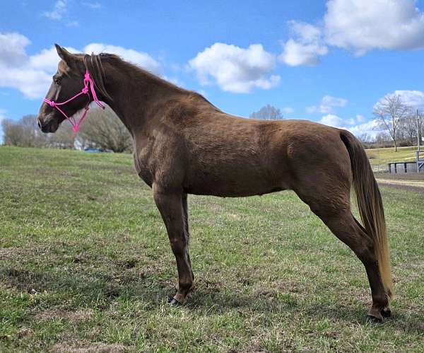 family-horse-tennessee-walking