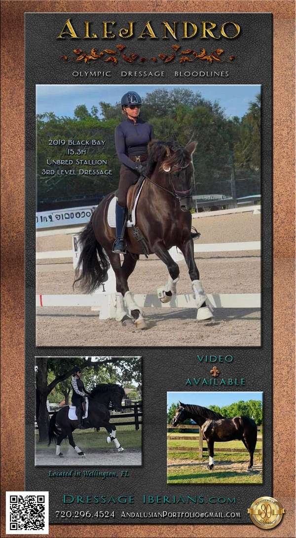 bay-black-pre-stallion
