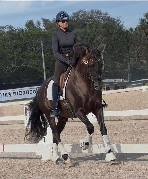 dressage-andalusian-horse