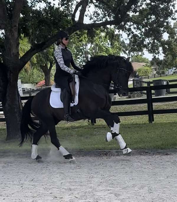 show-andalusian-horse
