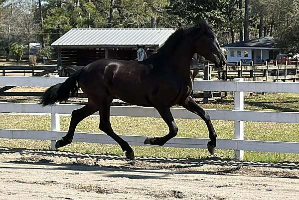 dressage-performance-colt