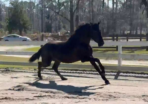 all-around-andalusian-horse