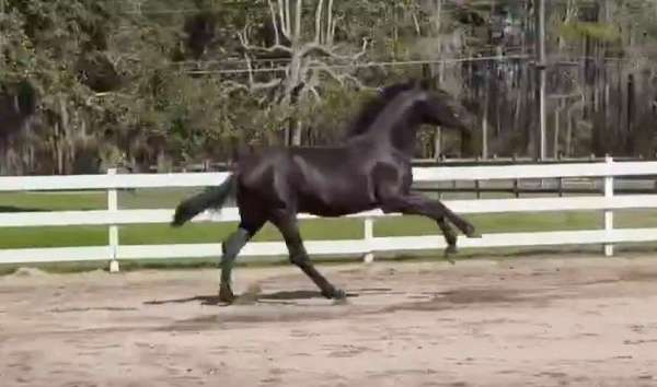athletic-andalusian-horse