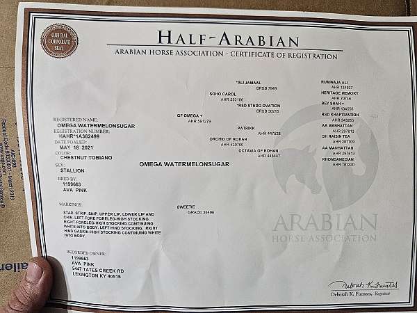 endurance-half-arabian-horse
