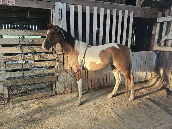 all-around-half-arabian-horse