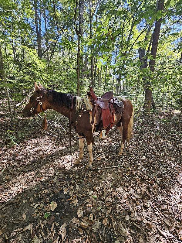 athletic-half-arabian-horse