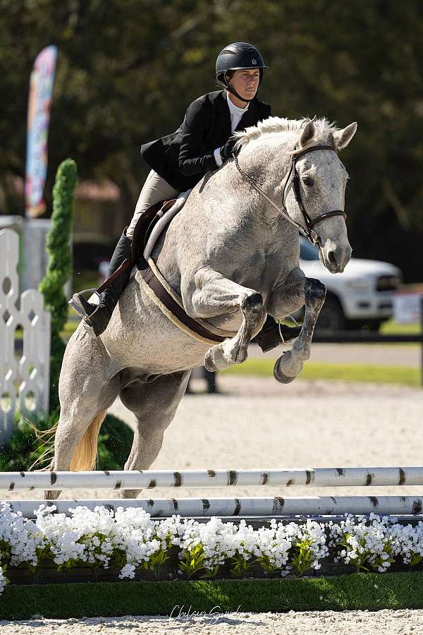 breeding-iberian-warmblood-horse