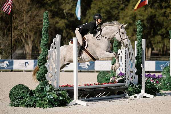 dressage-iberian-warmblood-horse