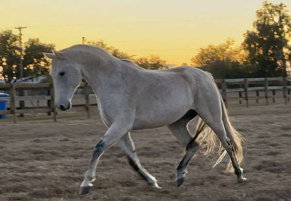 equitation-iberian-warmblood-horse