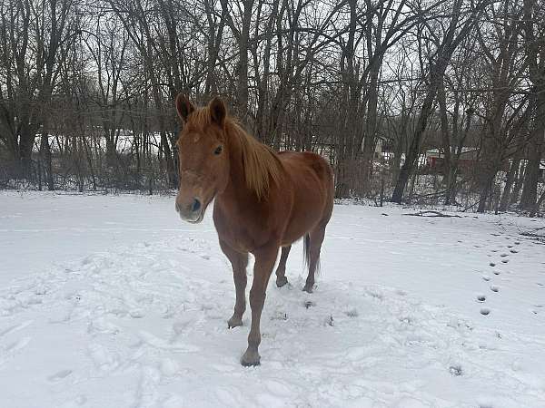 bouncy-mare