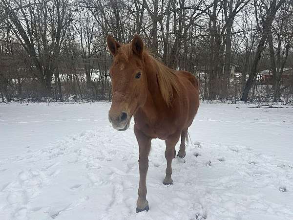 guard-mare