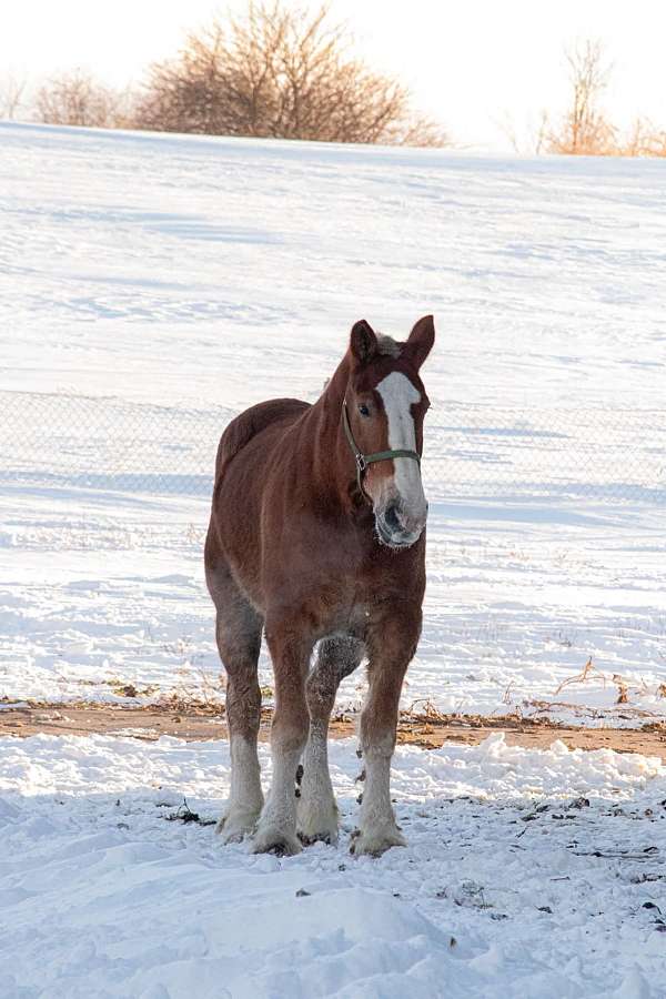 project-belgian-draft-horse