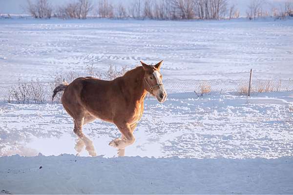 belgian-mare