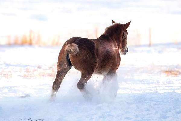 belgian-horse-for-sale