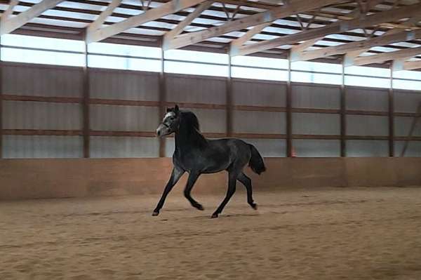 fei-potential-andalusian-horse