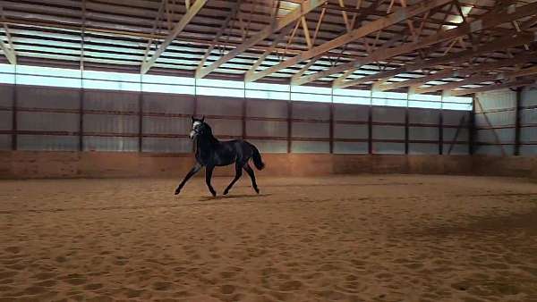 fei-potential-gelding