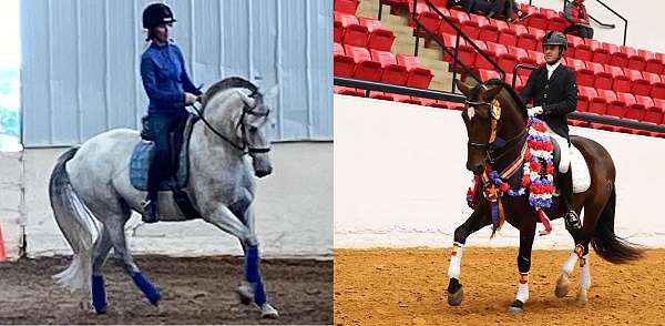pre-andalusian-horse