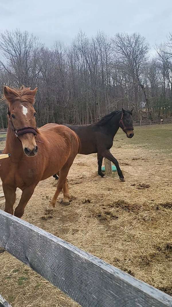back-quarter-horse