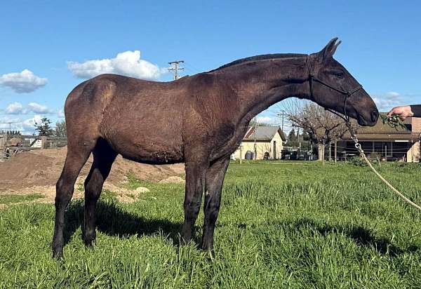 pre-andalusian-horse