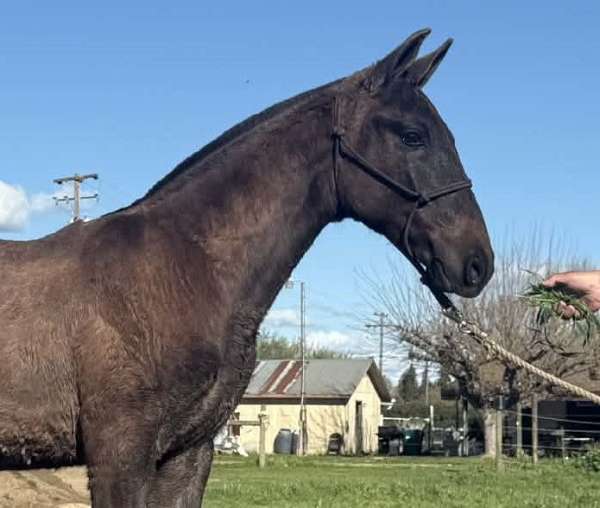 andalusian-horse