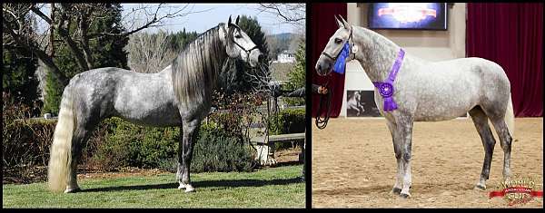 stud-colt-andalusian-horse