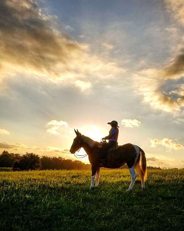 chestnut-overo-mule-mare