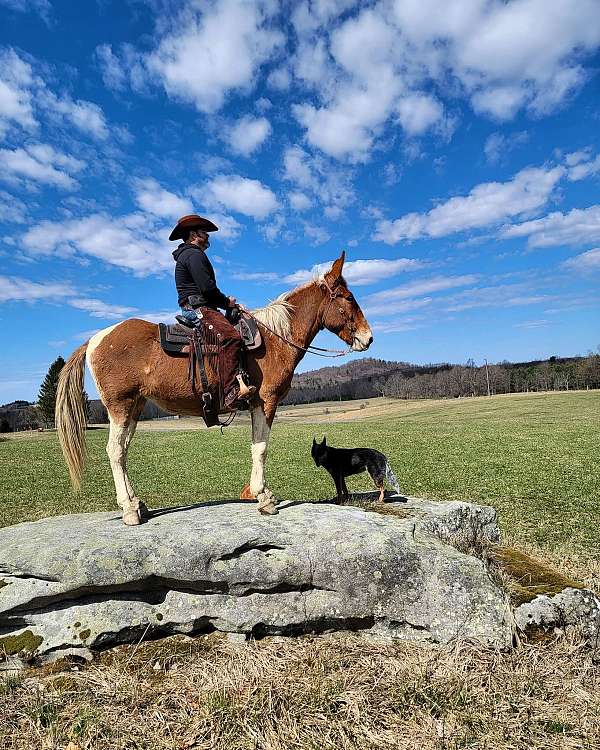 chestnut-overo-mule-for-sale
