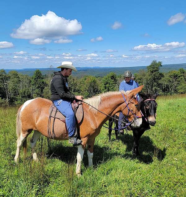 chestnut-overo-mule