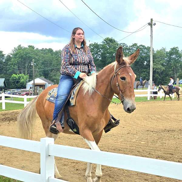 gaited-mule