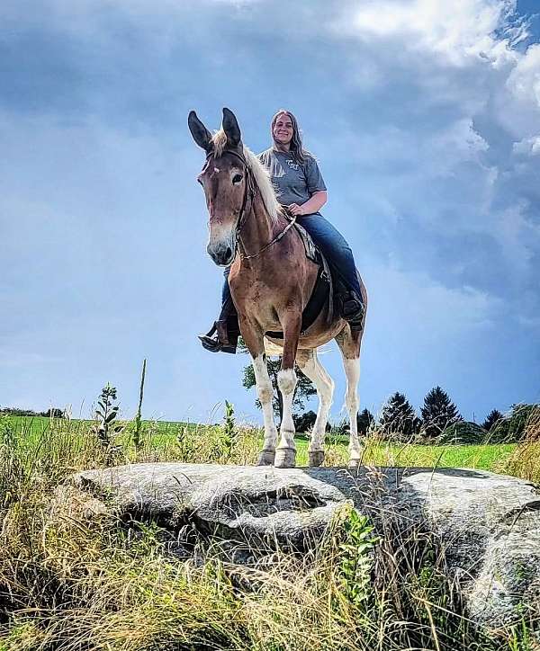 large-mule