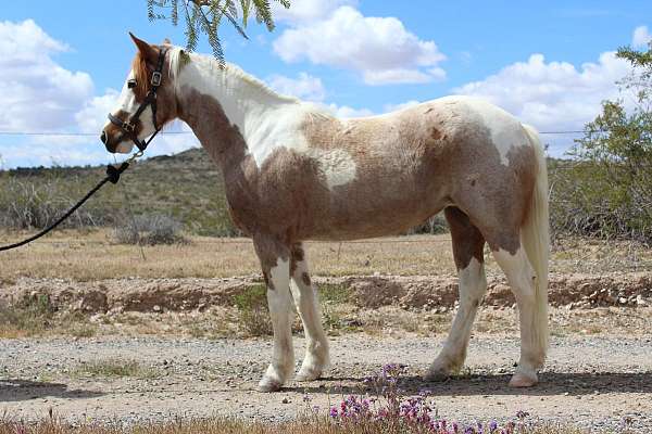 buckskin-overo-all-around-horse