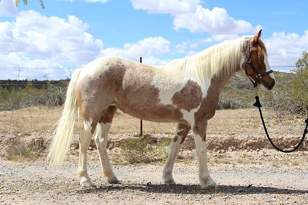 buckskin-overo-flashy-horse