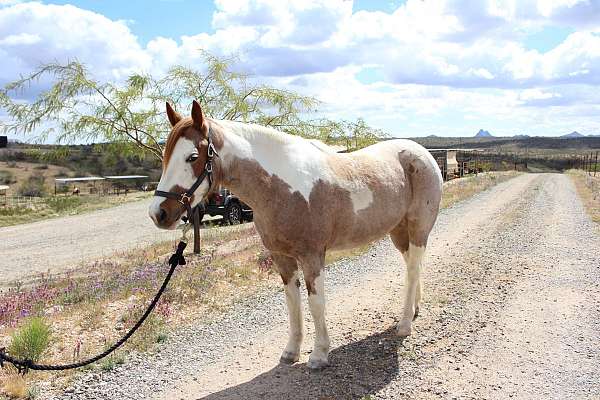 buckskin-overo-athletic-horse
