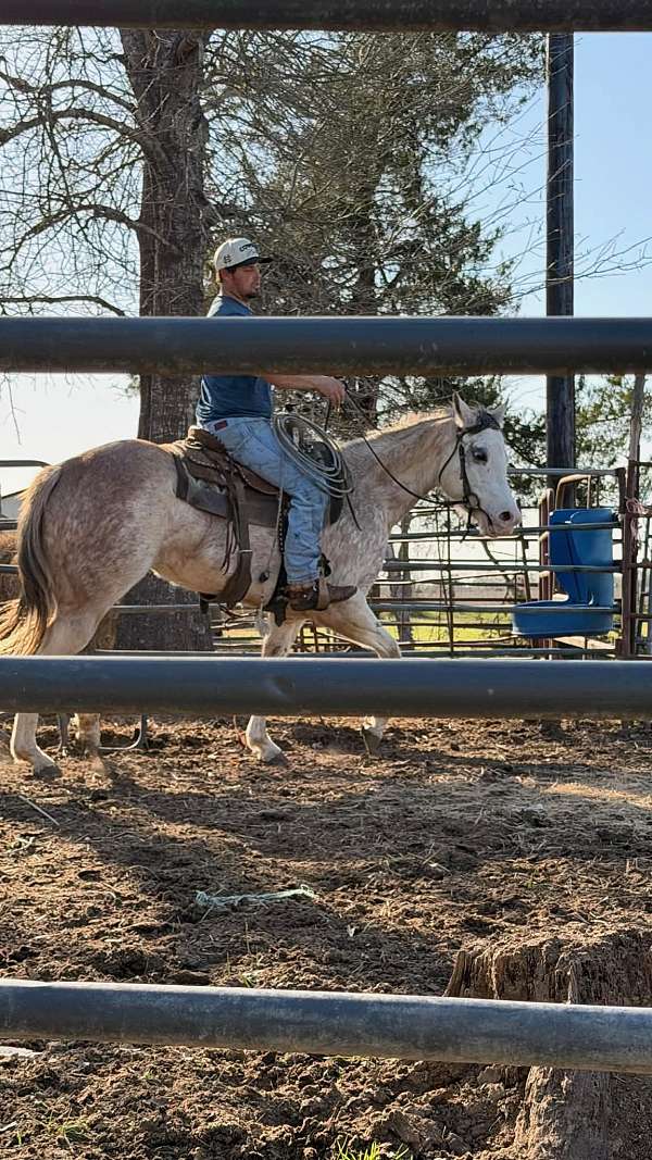 colorado-mare