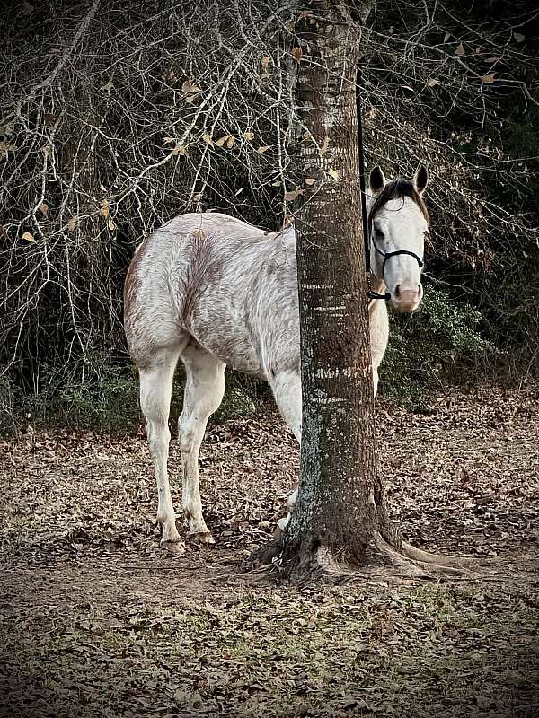 colorado-paint-horse