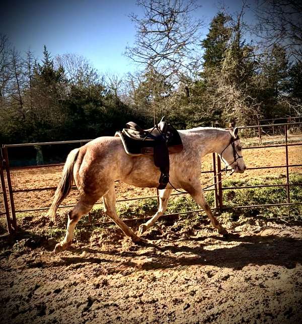 missouri-paint-horse