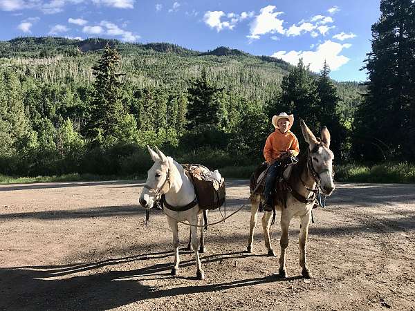 donkey-for-sale