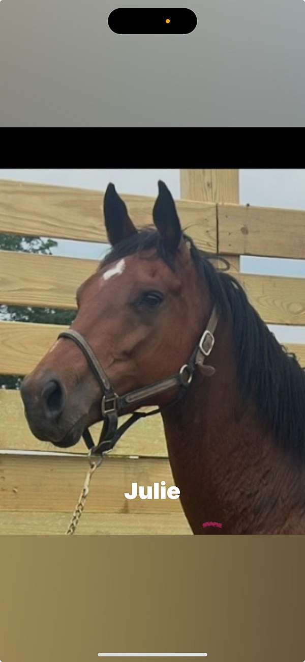 thoroughbred-mare