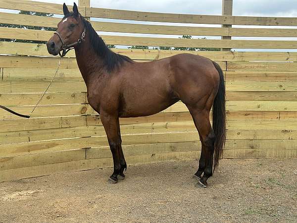 thoroughbred-horse-for-sale