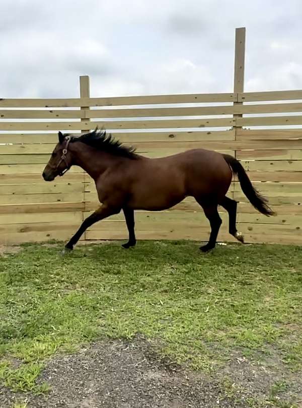 thoroughbred-horse