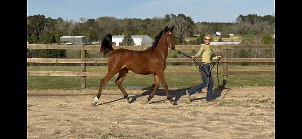 yearly-arabian-horse