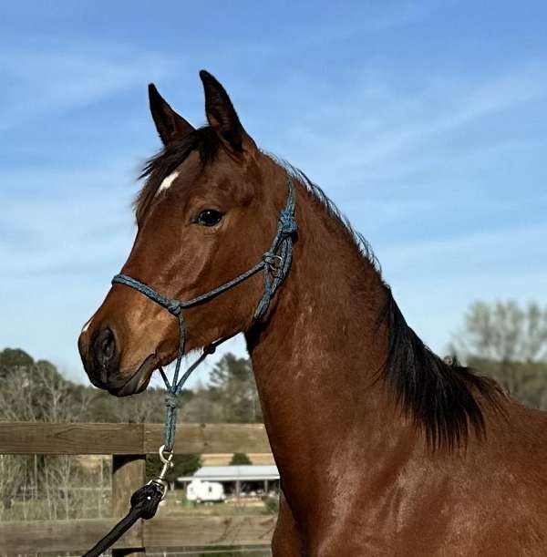 registered-arabian-filly-horse