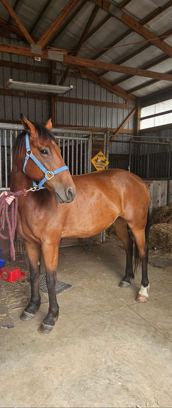 azteca-gelding